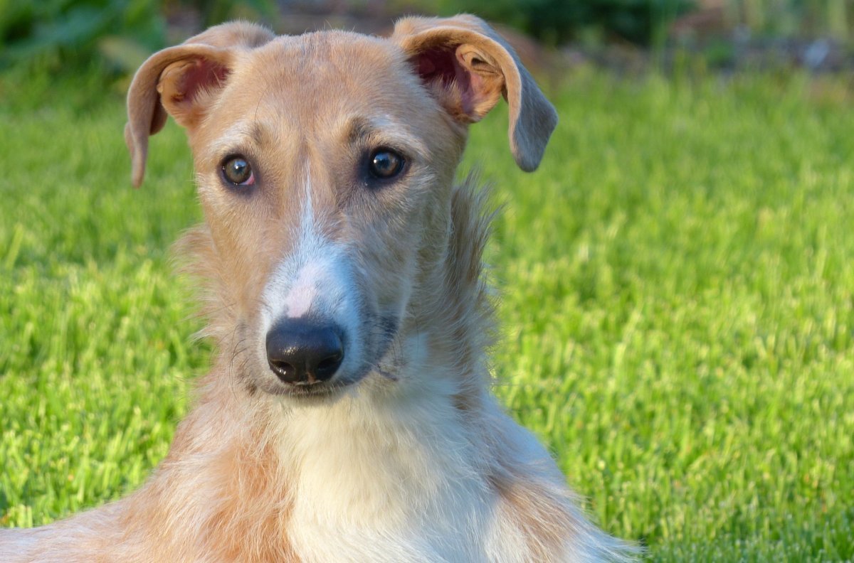 Американский стагхаунд