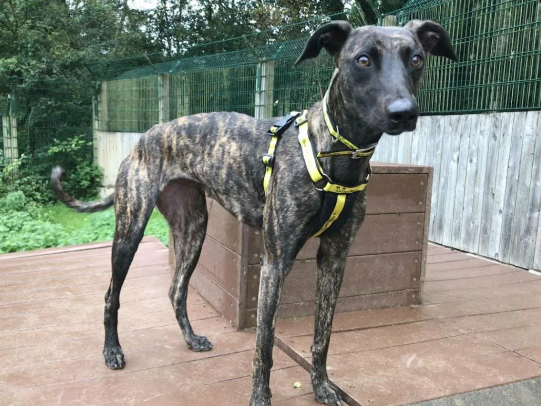 Грейхаунд бордер колли