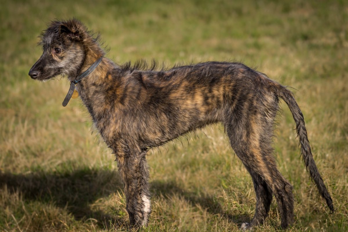 Лерчер порода