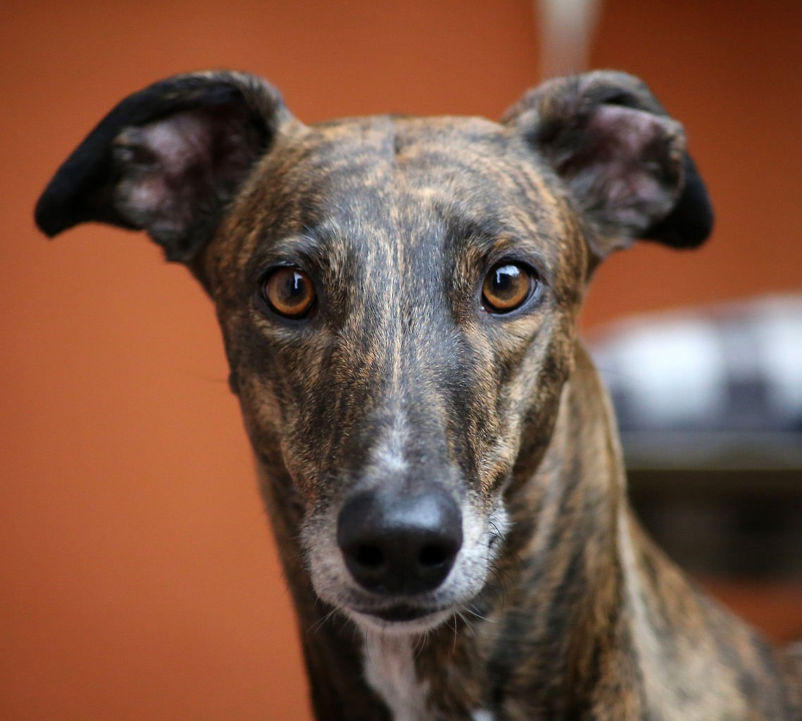 Порода русская псовая борзая