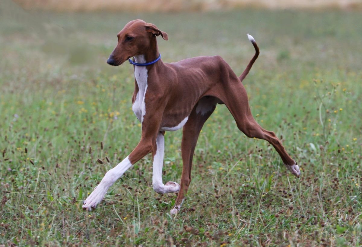Уиппет на охоте
