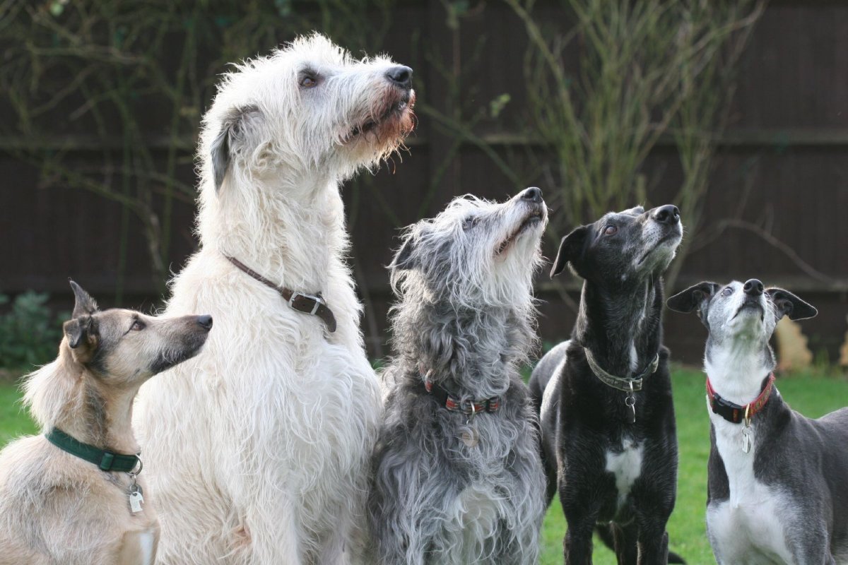 Лерчер порода собак