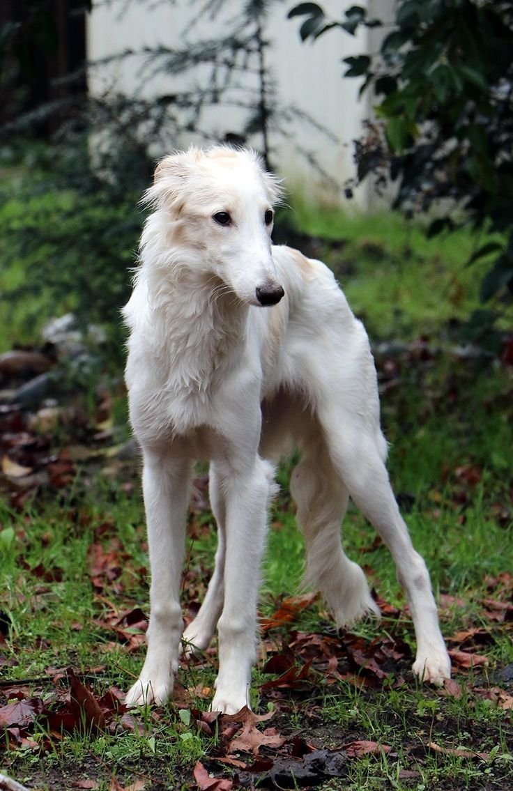 Уиппет собака питомники ЕКБ