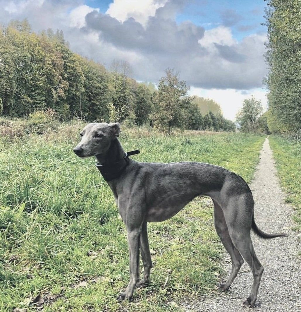 Гончая Грейхаунд