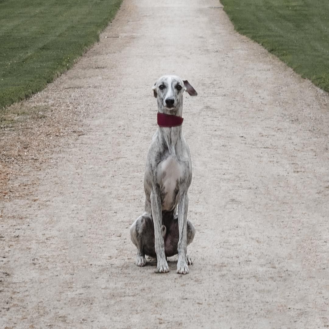 Уиппет в одежде смешной