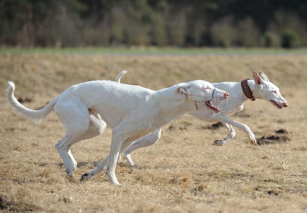 Greyhound Dark Brindle