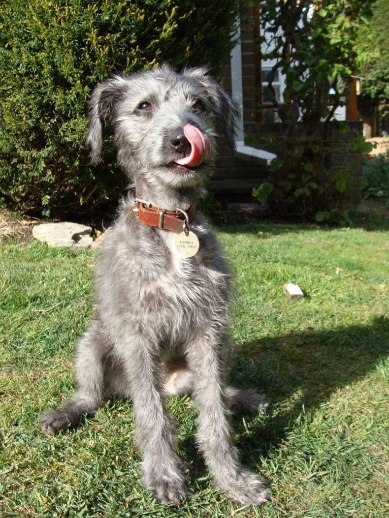 Лерчер Бедлингтон