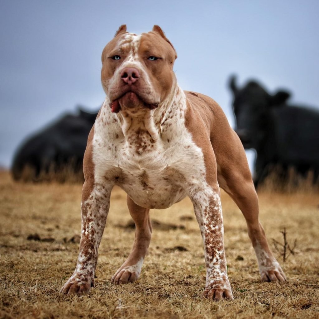 Пит собака питбуль