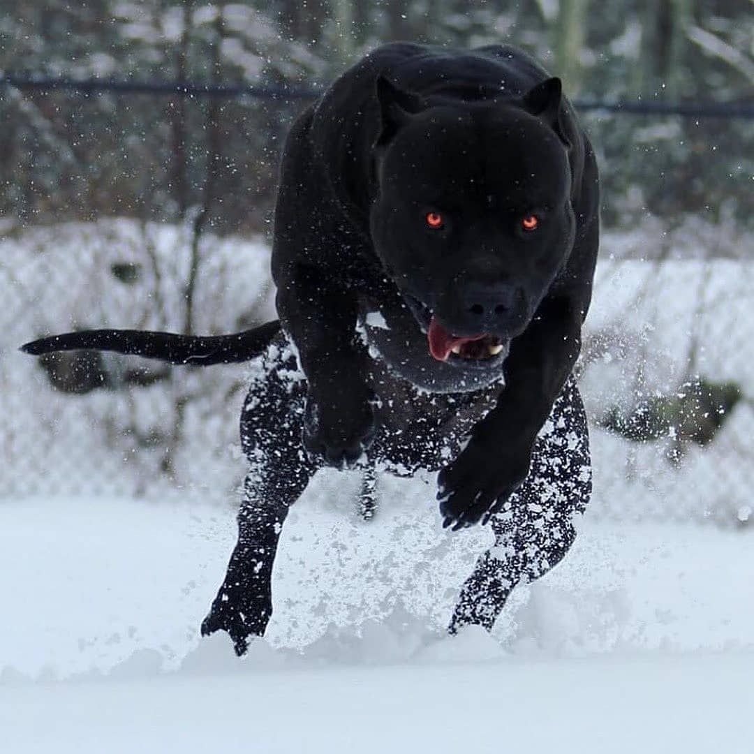 Американский терьер питбуль