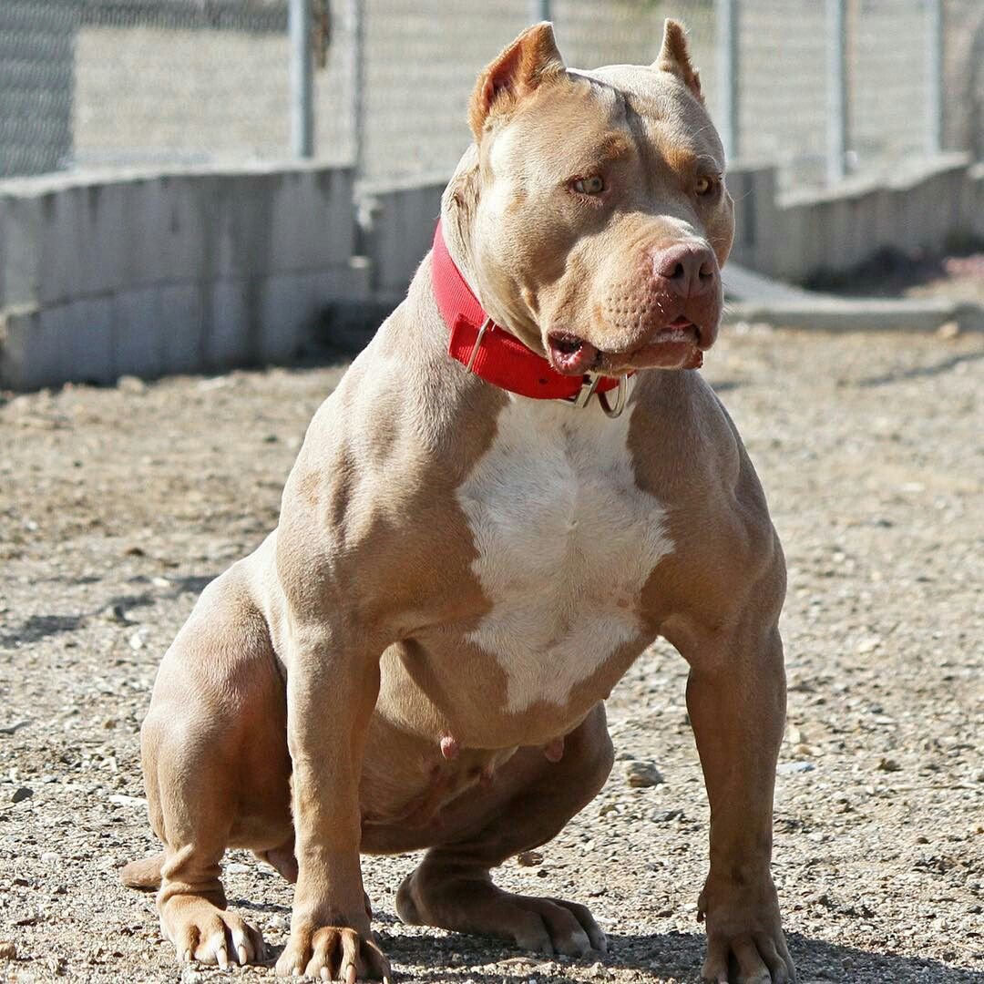 Американский бандог терьер