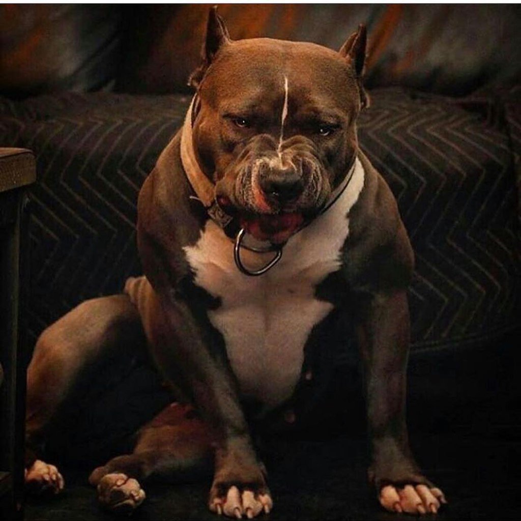 Кане Корсо Цербер