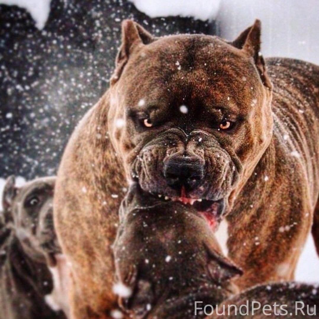 Кане Корсо оскал