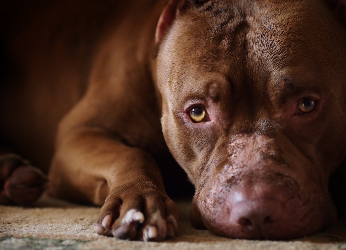 Американский питбультерьер Яковлев