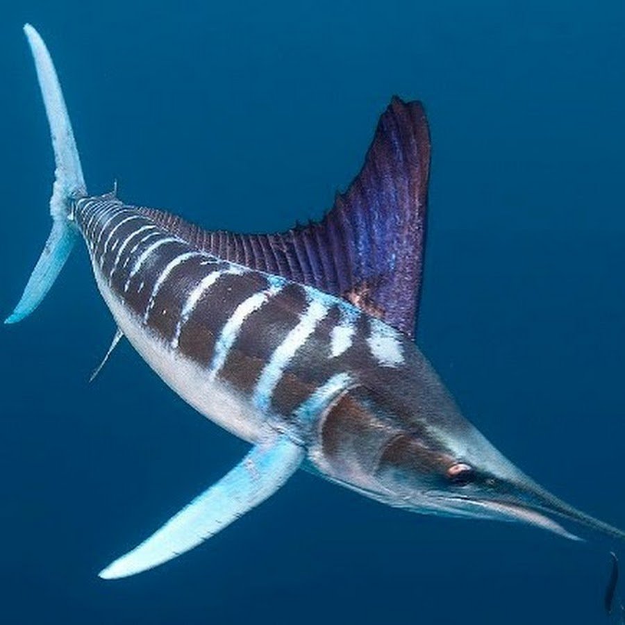 Полосатый Марлин рыба