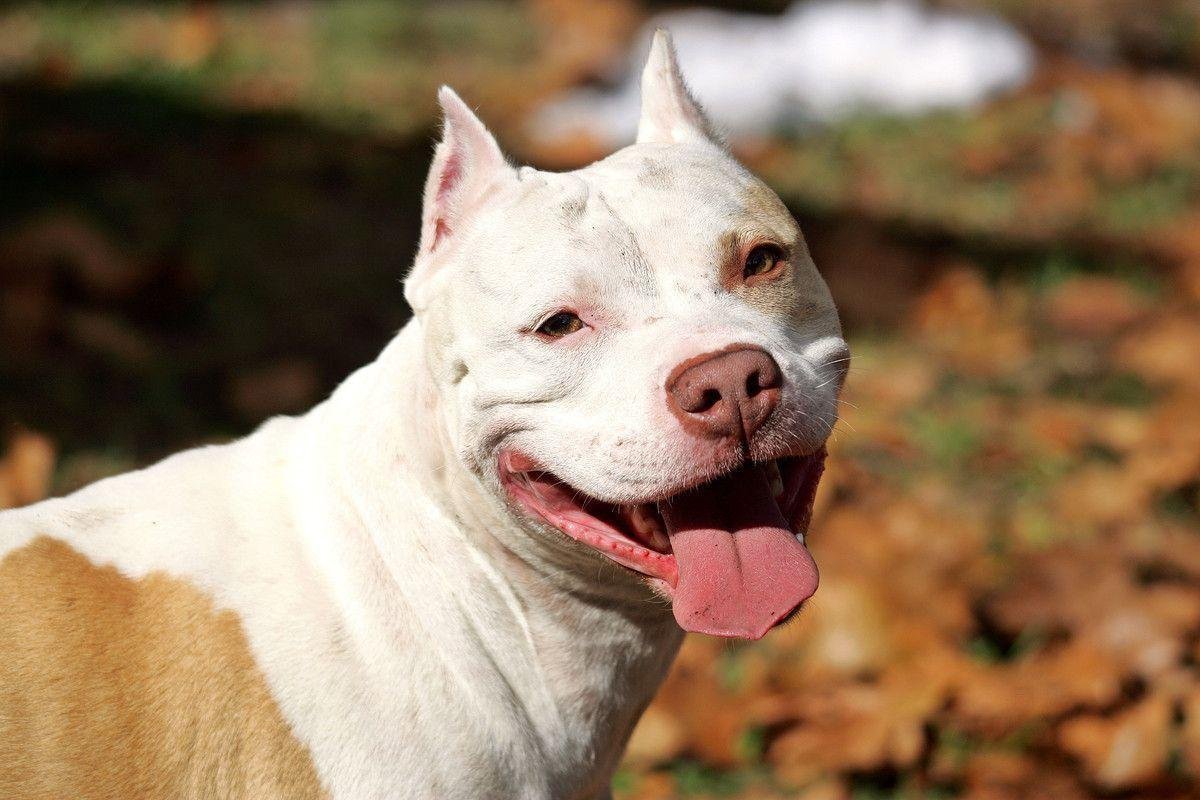 Бриндизийская Бойцовая собака