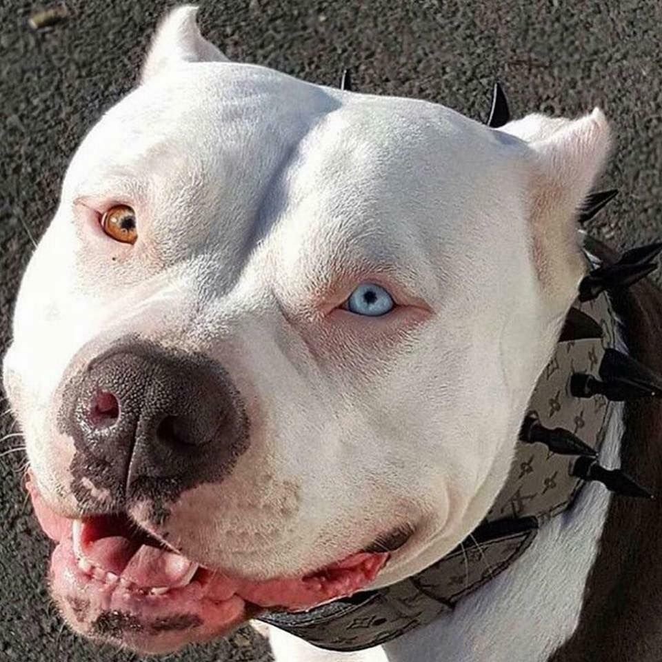 Питбуль черный бриллиант