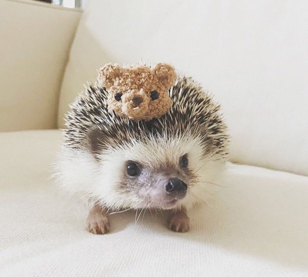 Самый милый Ёжик в мире