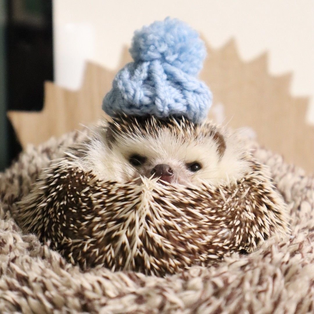 Очень милый Ежик