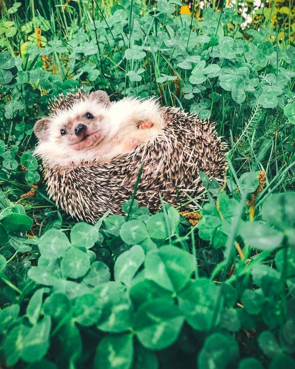 Обои на рабочий стол Ежик