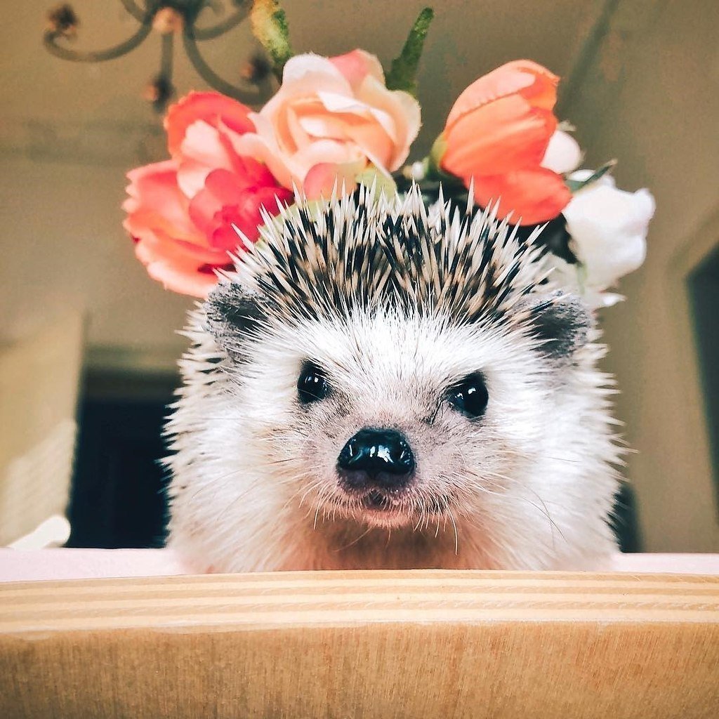 Пушистый Ежик