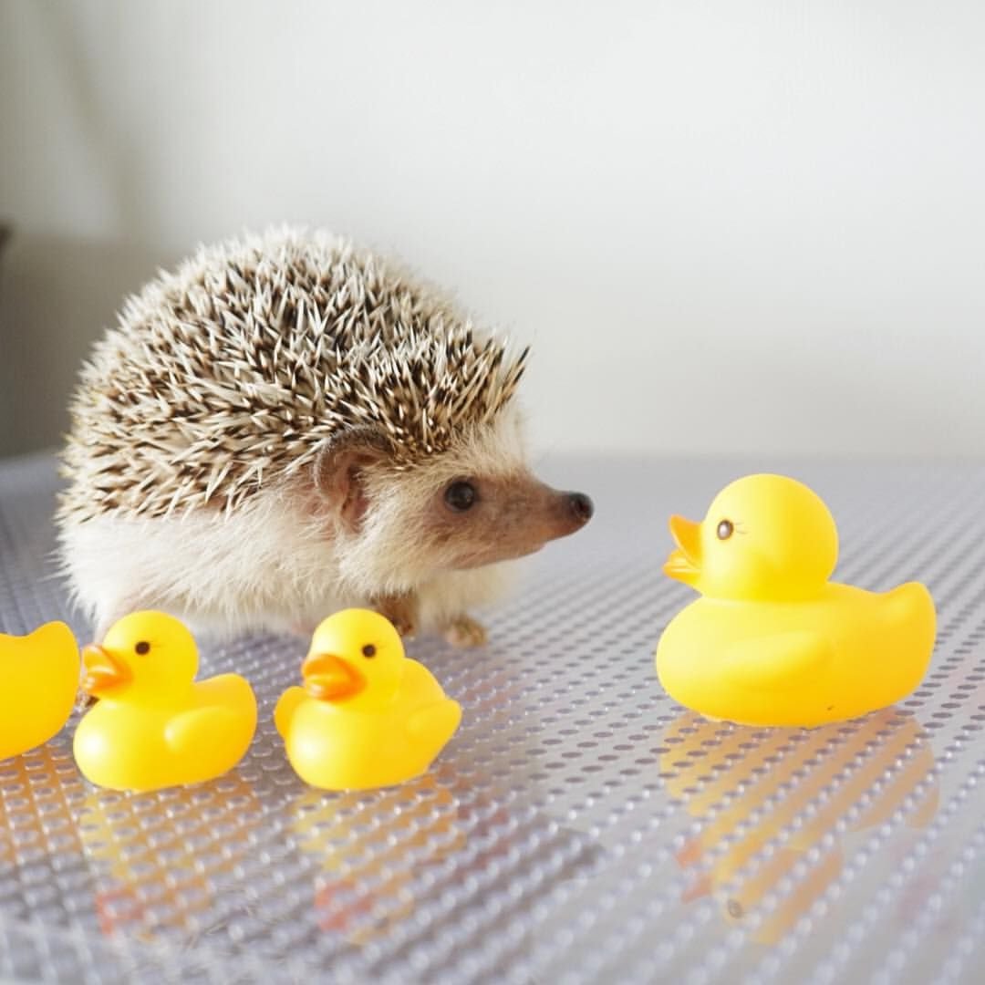 Довольный Ежик