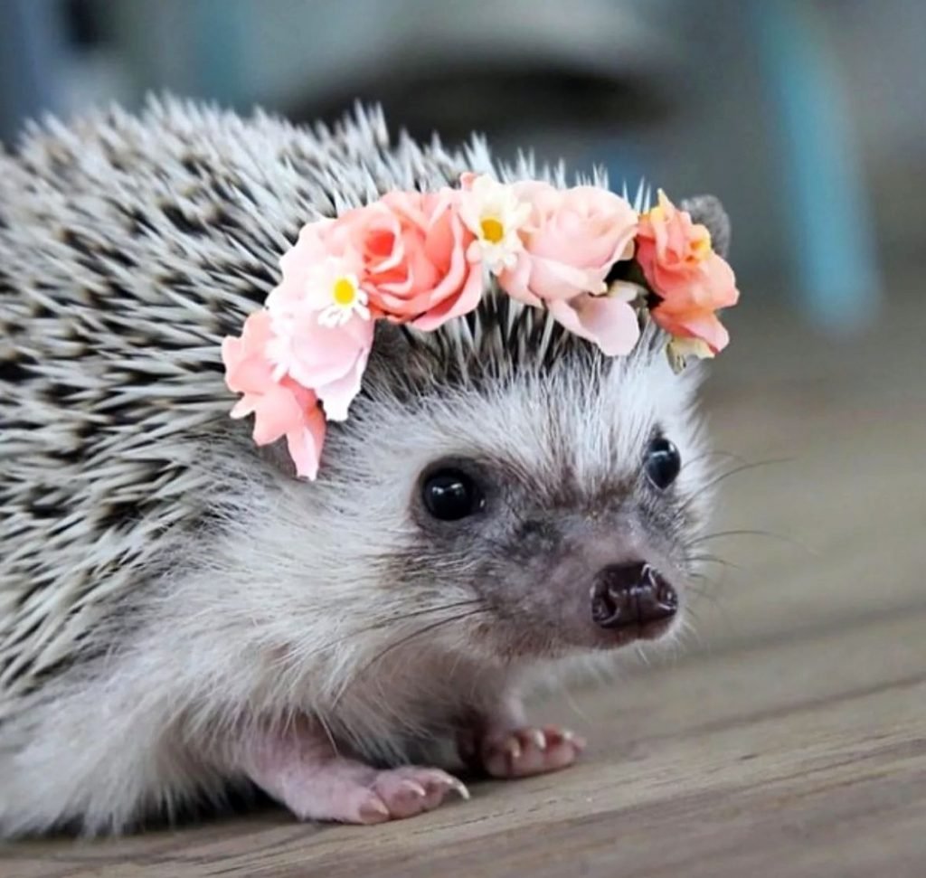 С добрым утром Ежик