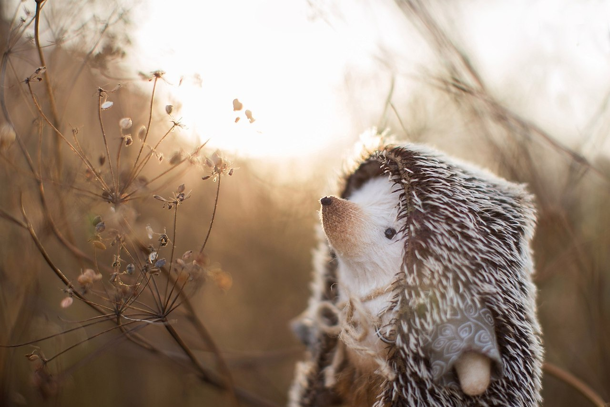 Спящие ежики