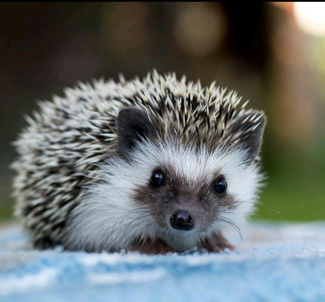 Ежата ежата