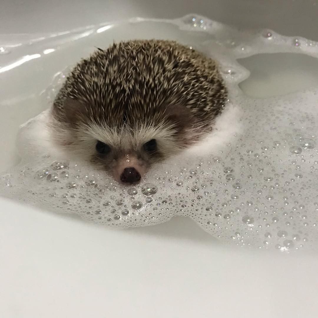 Забавные животные акварелью