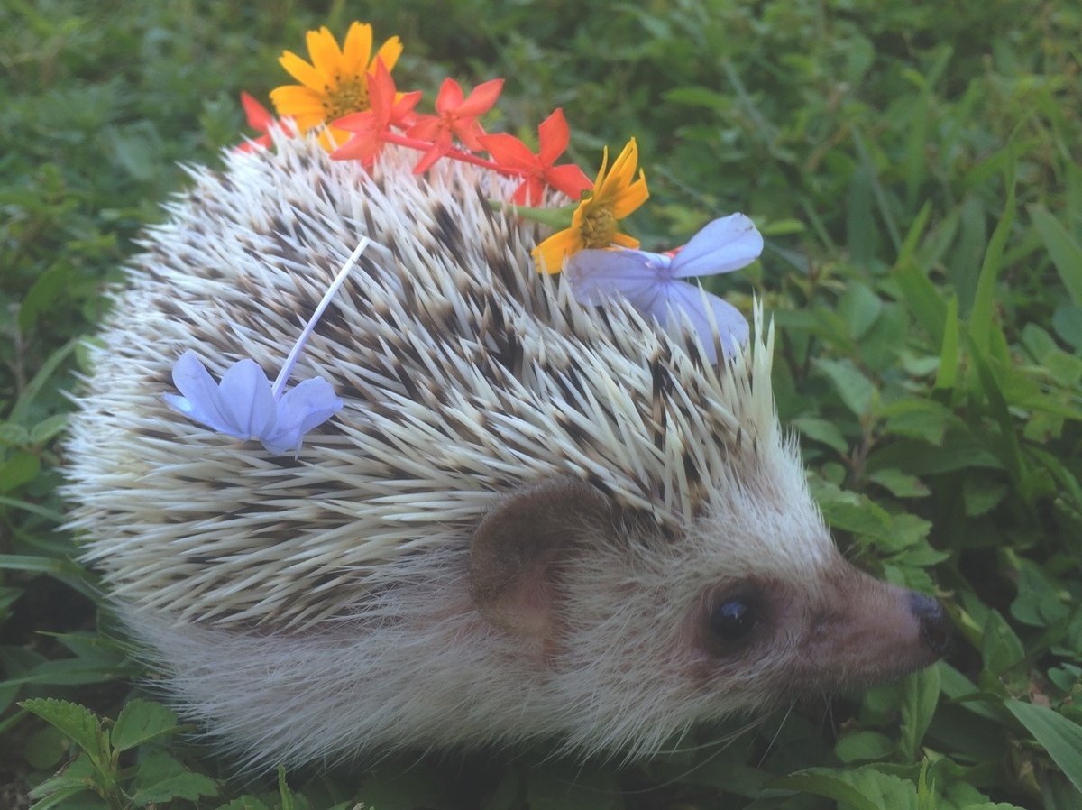 Ежик в цветах