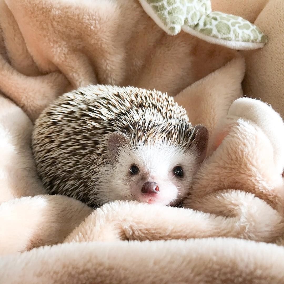 Милые ежики