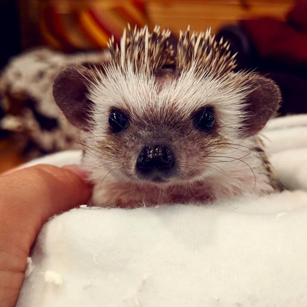 Амурский еж