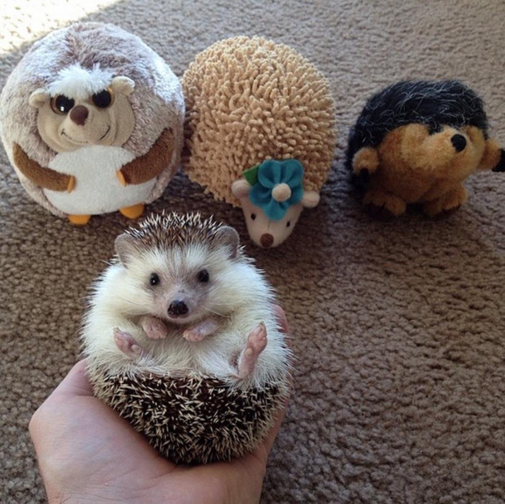 Миленький Ежик