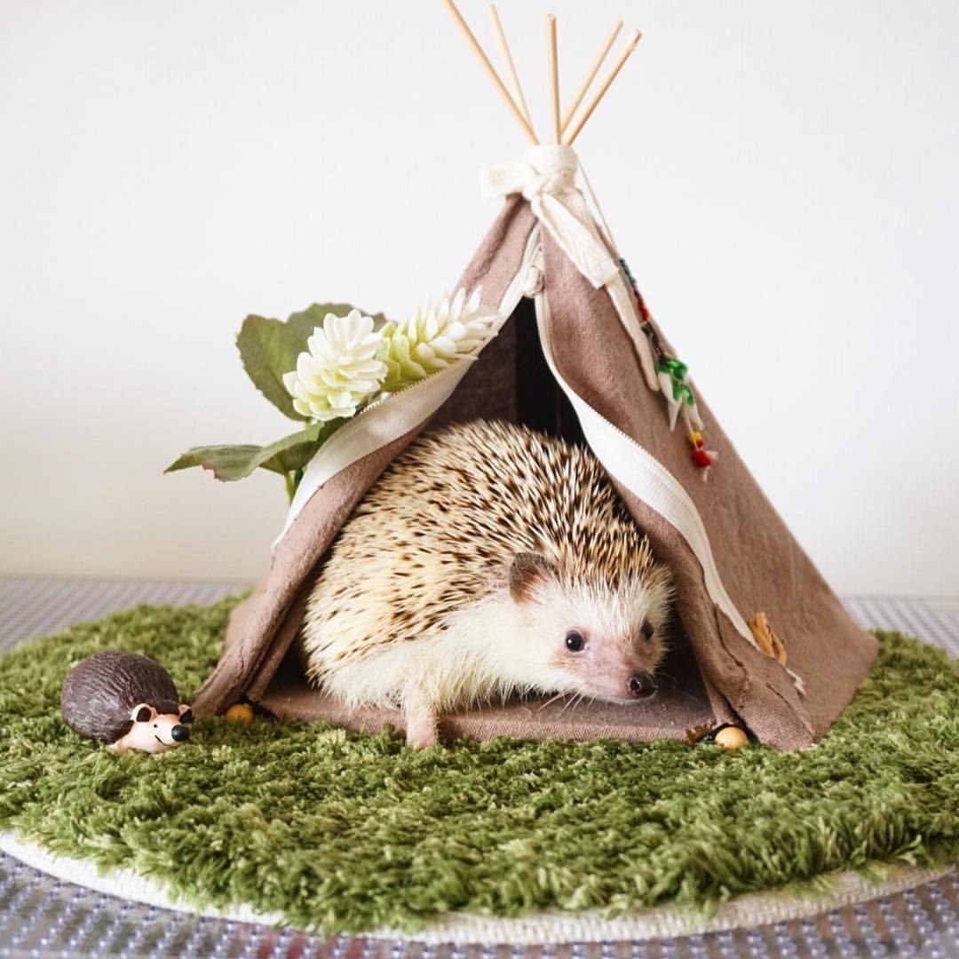 Летний Ёжик