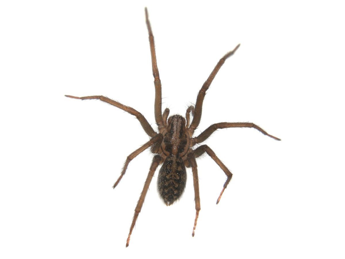 Домовый паук