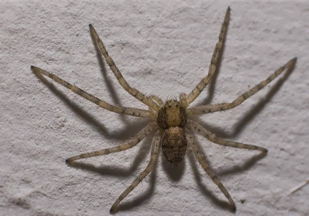 Паук обыкновенный квартирный