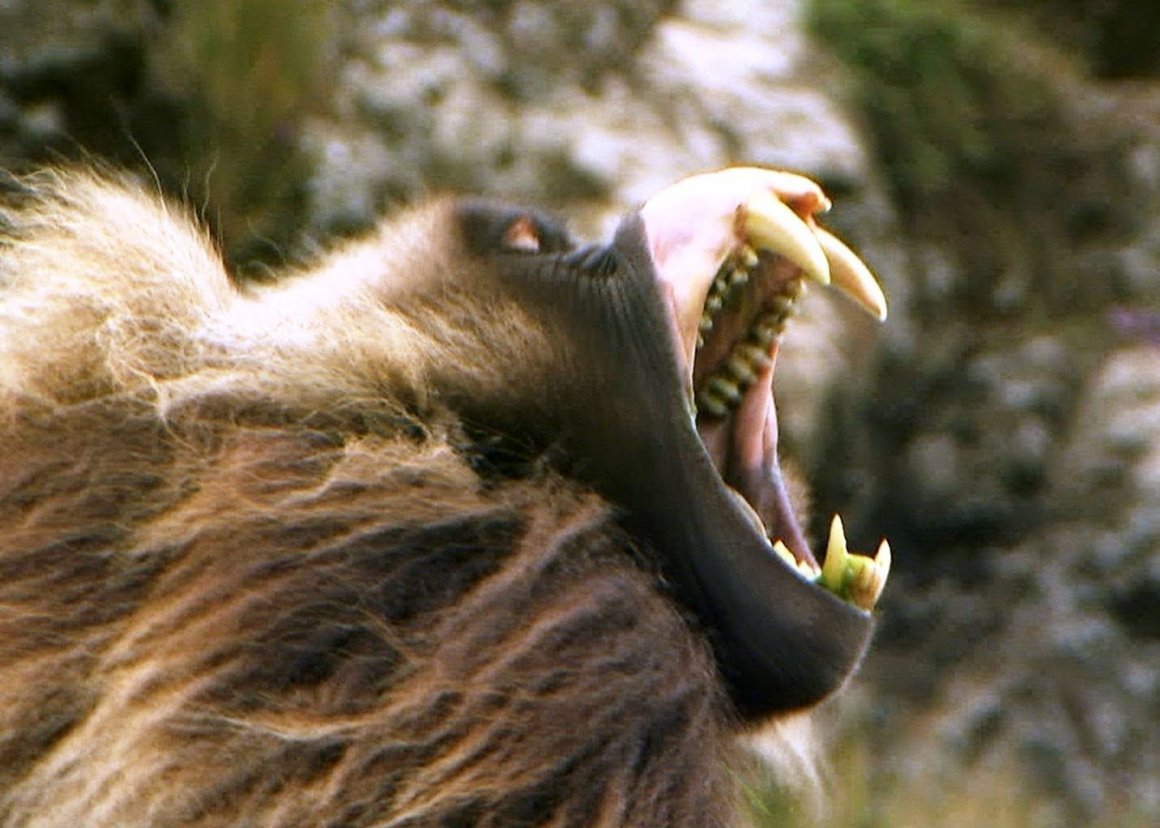 Павиан Анубис клыки