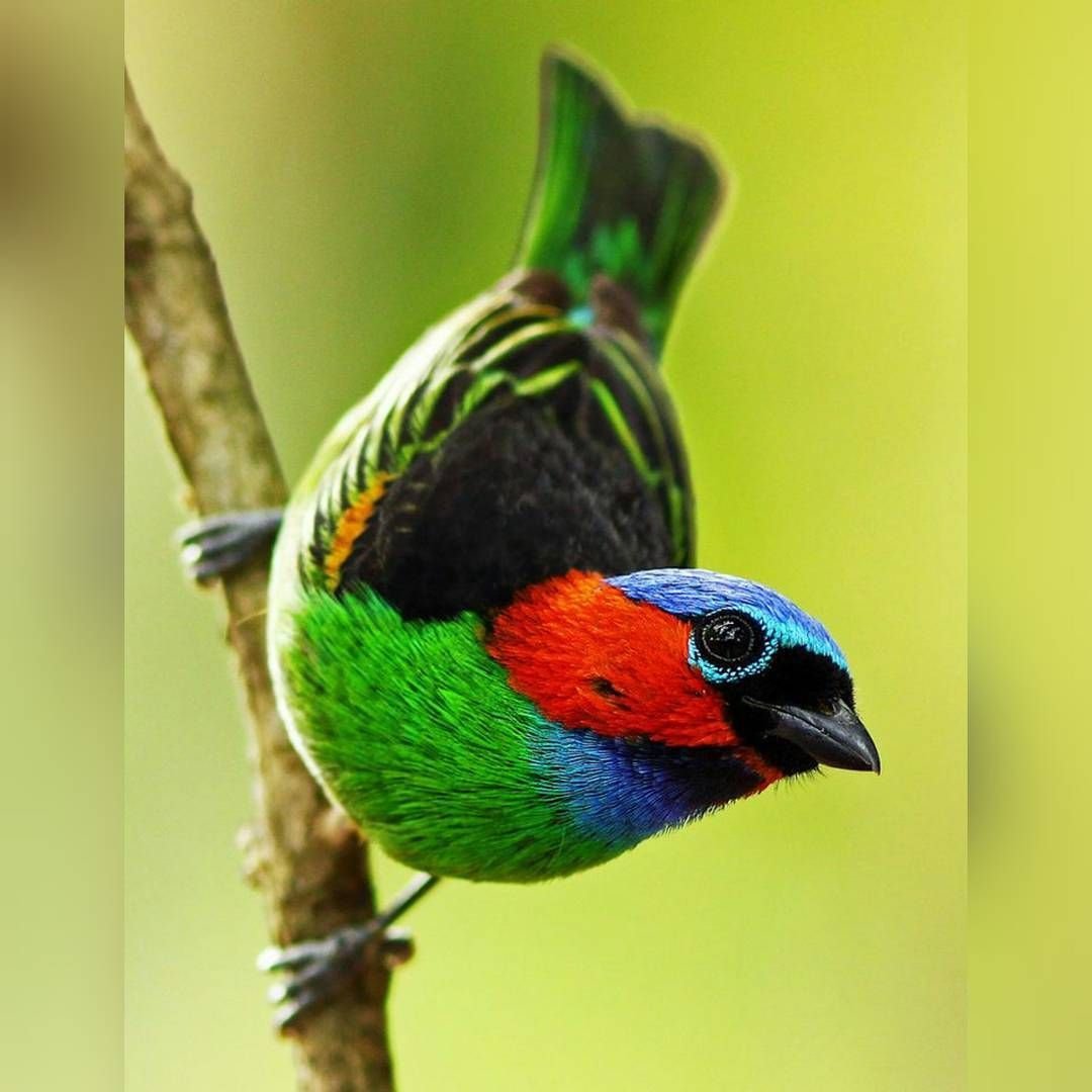 Райская танагра птица