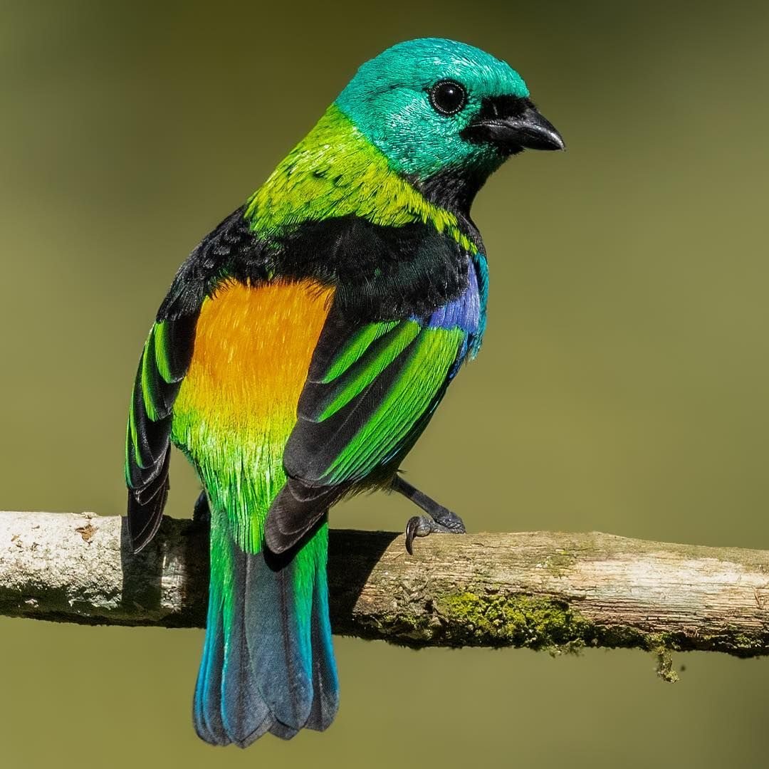 Райская танагра