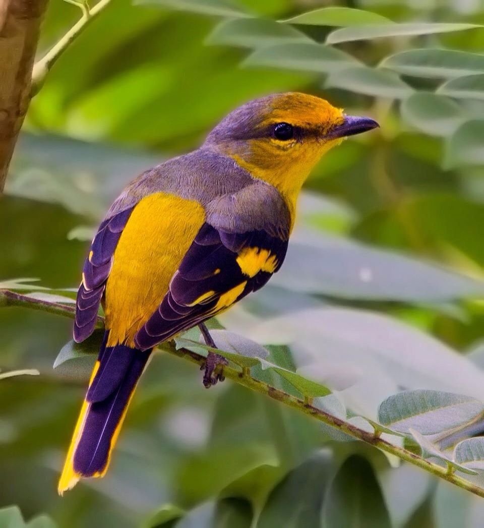 Green-headed Tanager