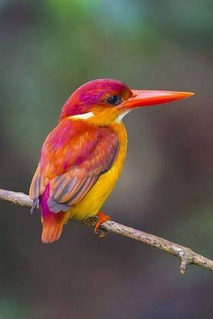 Синешапочная танагра птицы