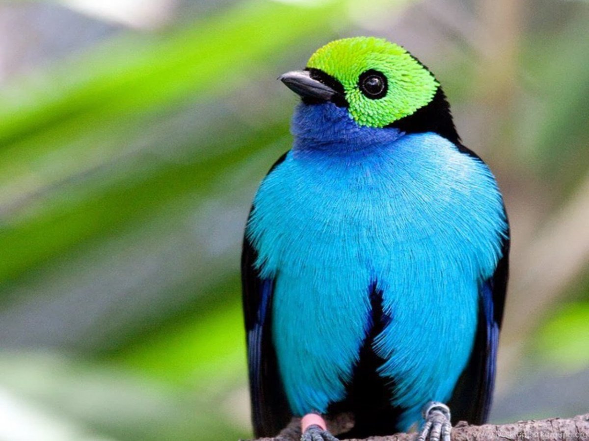 Райская танагра