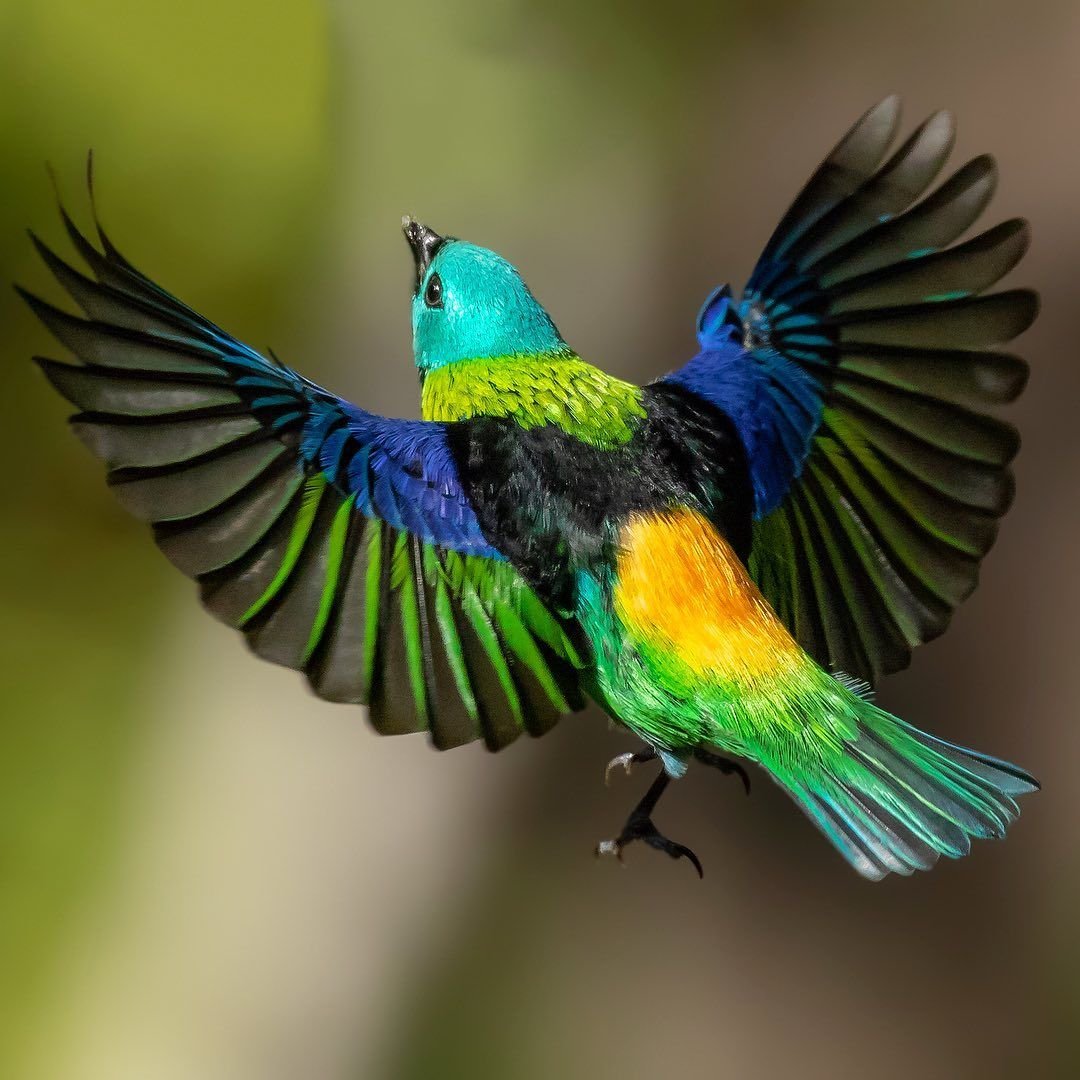 Райская танагра птица