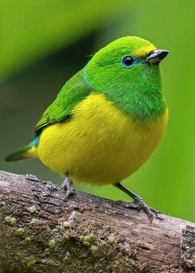 Танагра птица