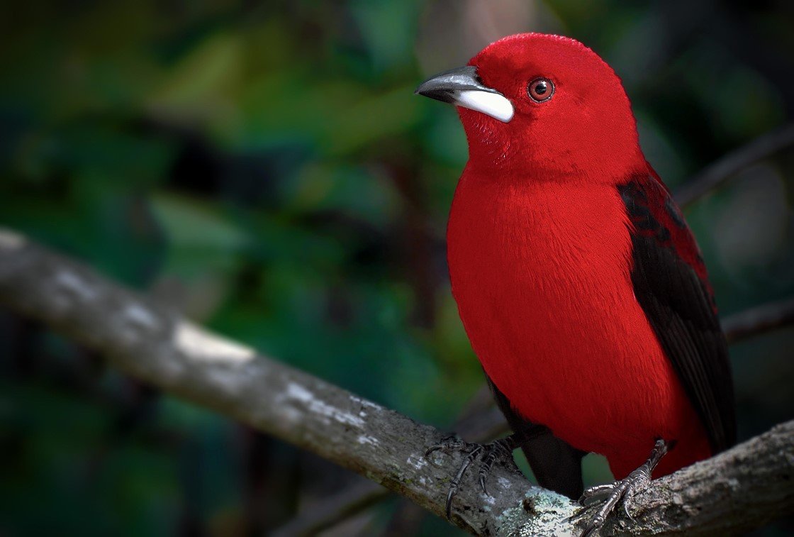 Алая танагра птица