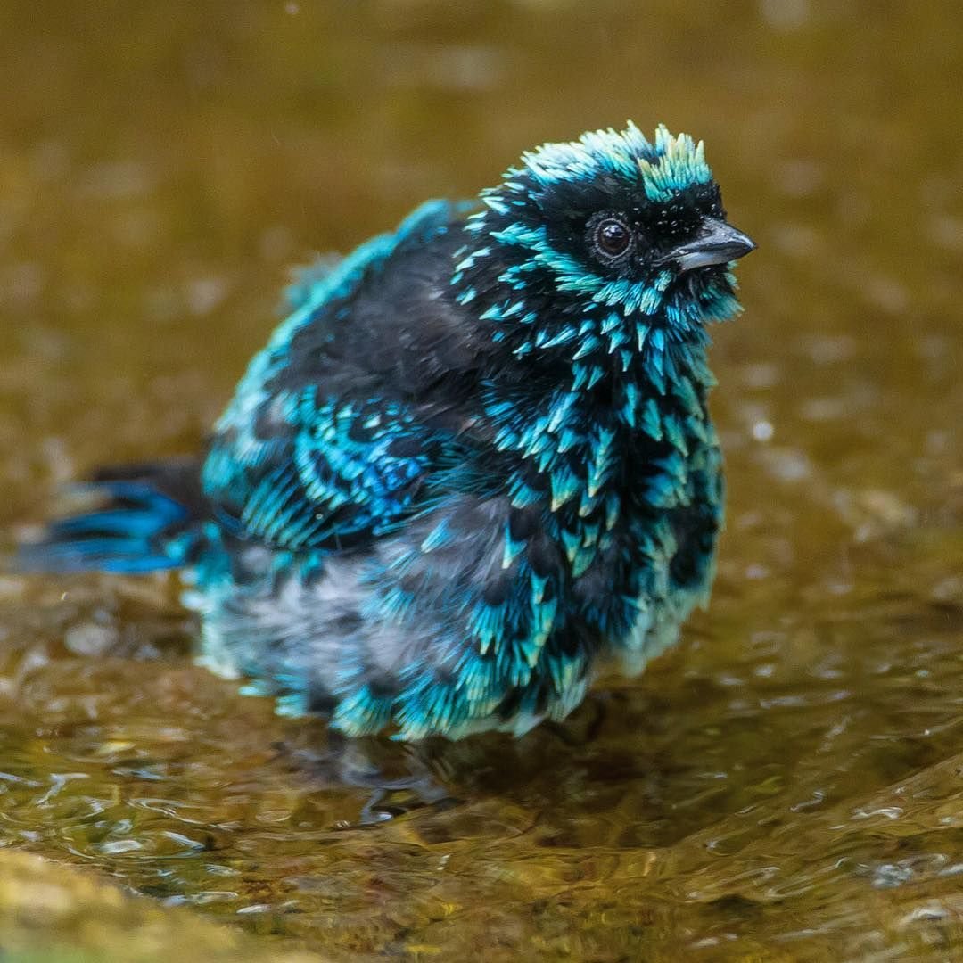 Танагра цветная оранжевоухая