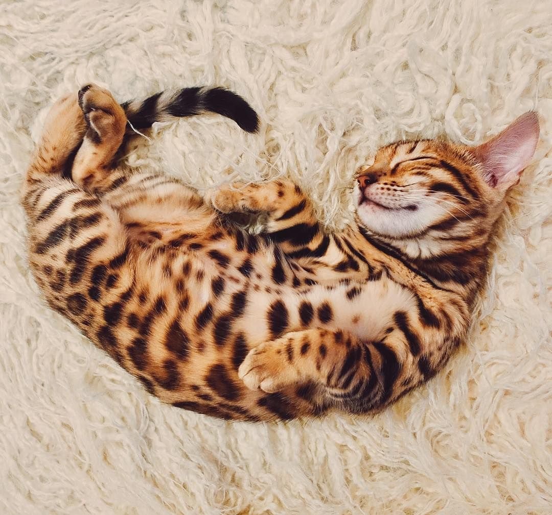 Длинношерстный бенгальский кот