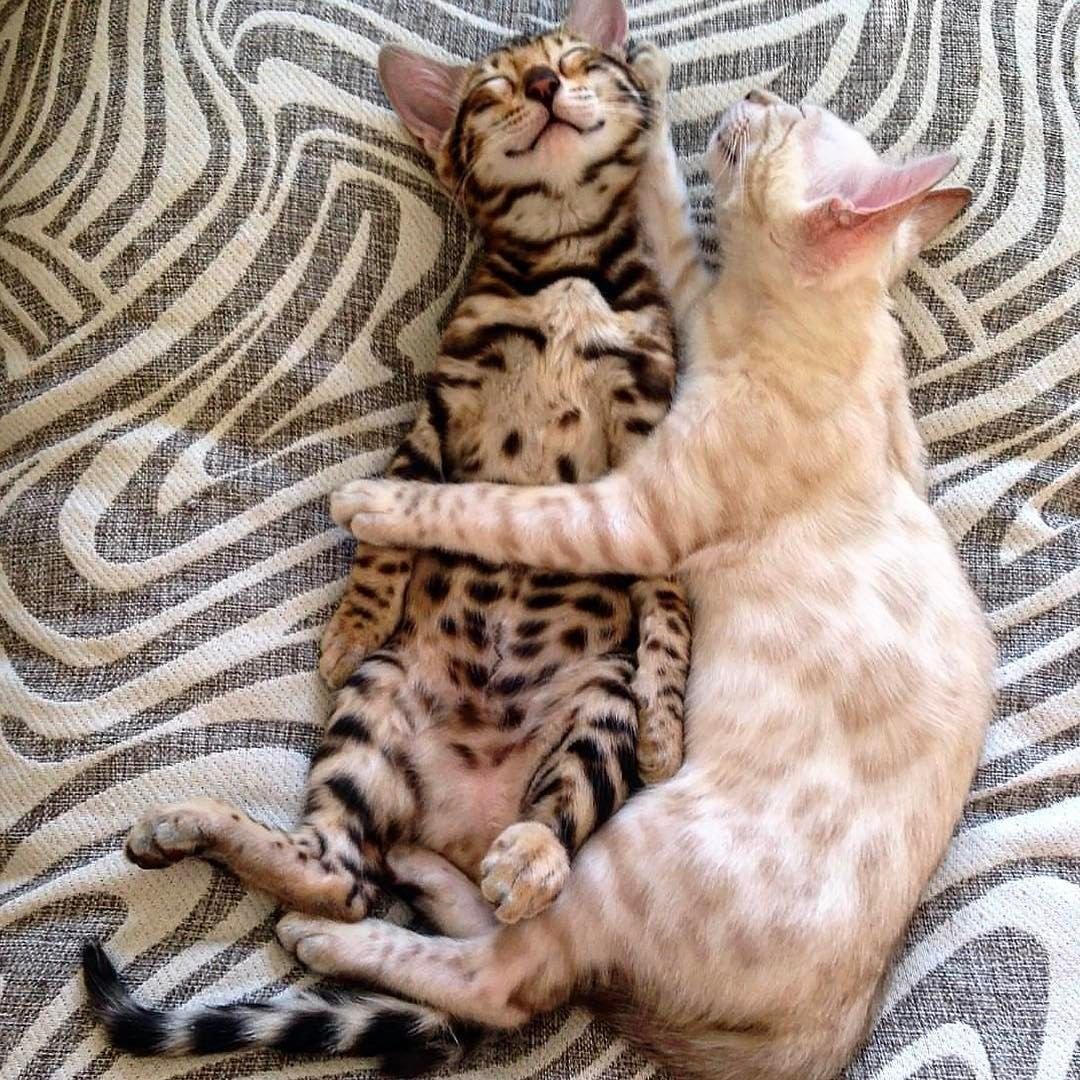 Тойгер и бенгал