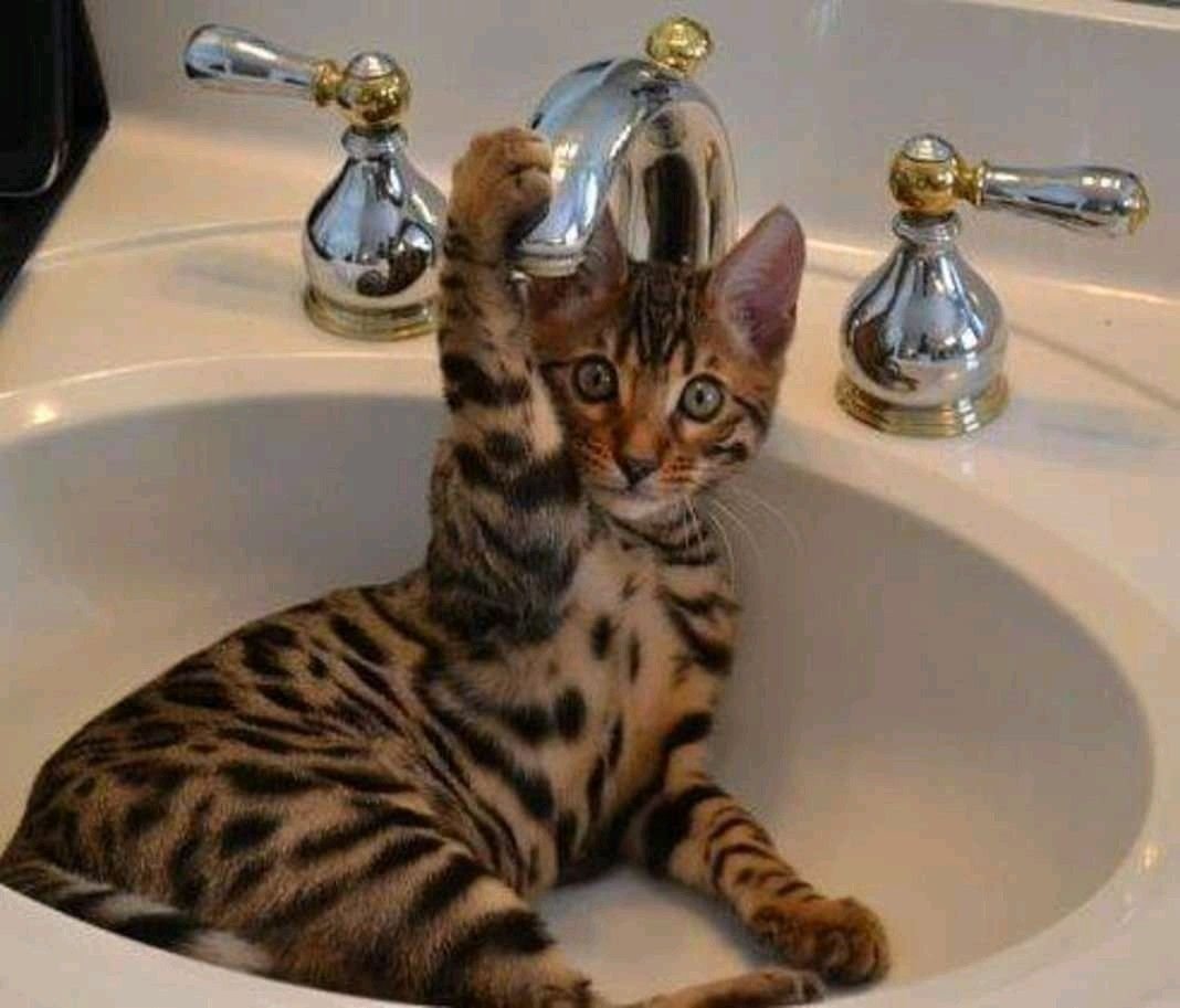 Бенгальский кот спит