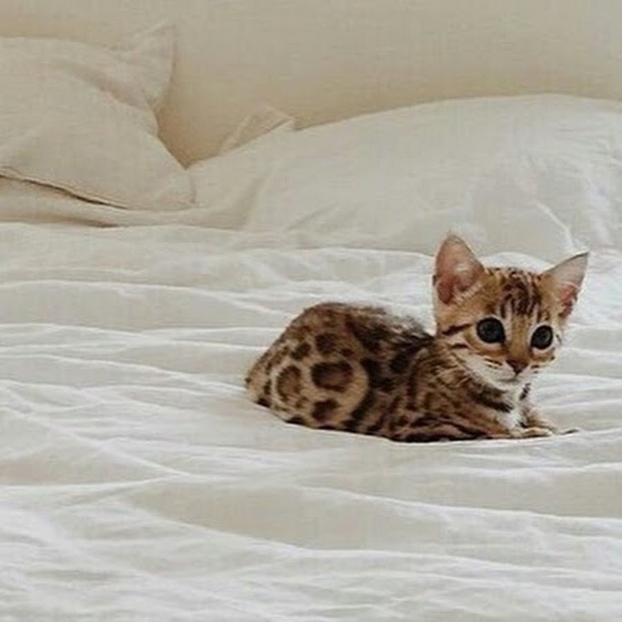 Бенгальская кошка котенок